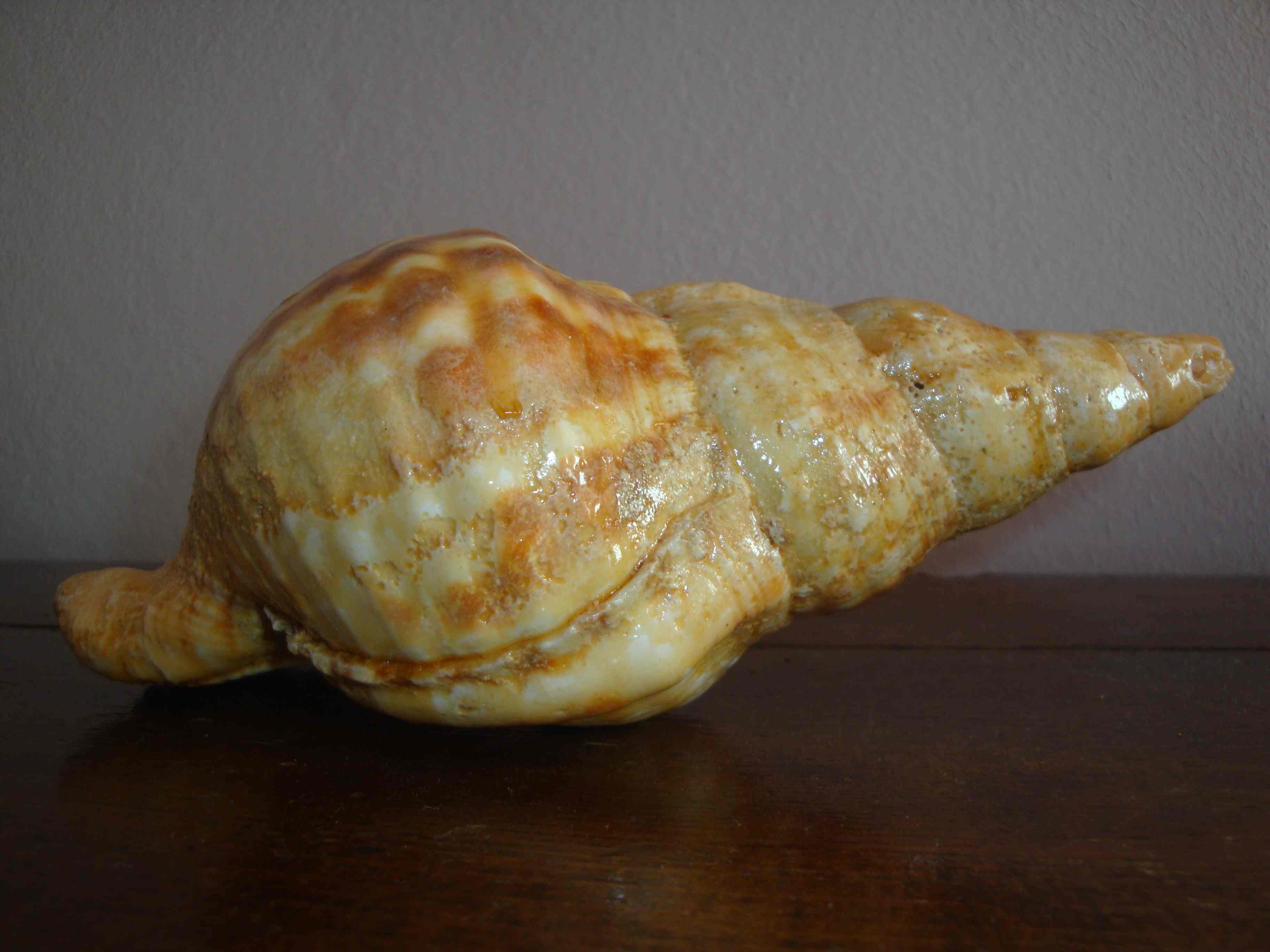 Da determinare (Marsa Matrouh)