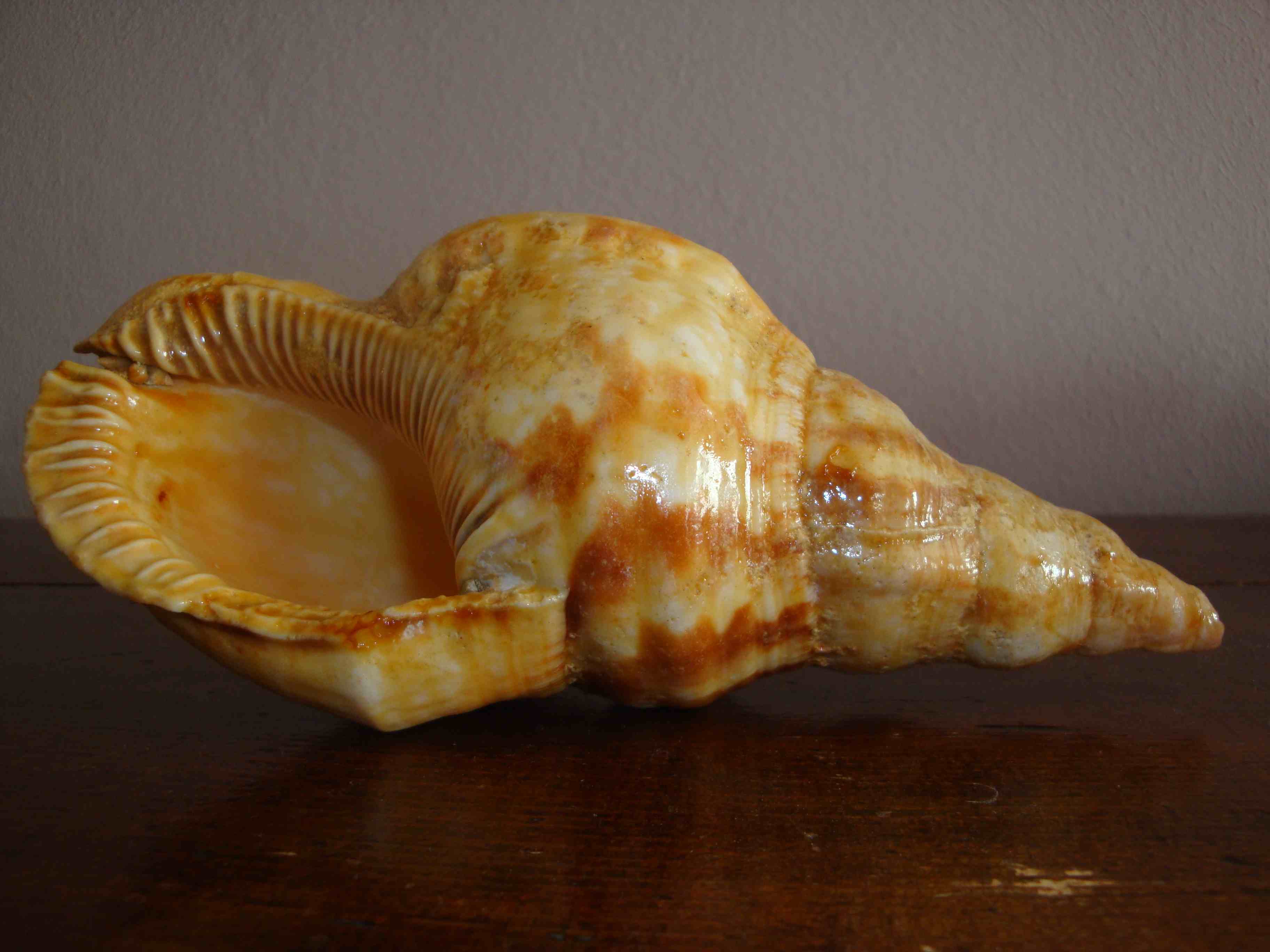 Da determinare (Marsa Matrouh)