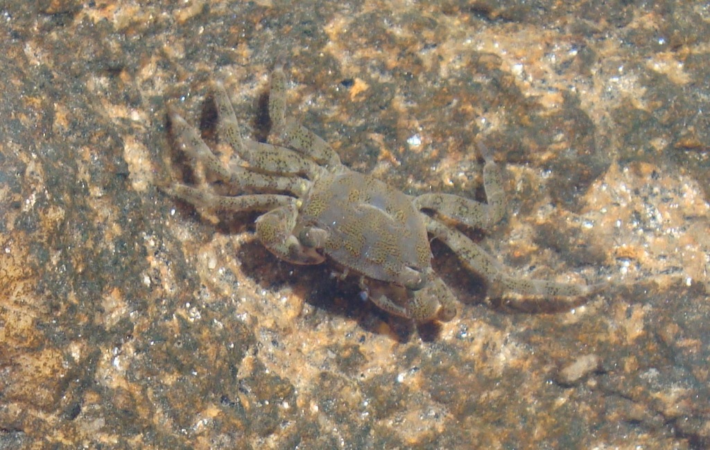 Pachygrapsus marmoratus