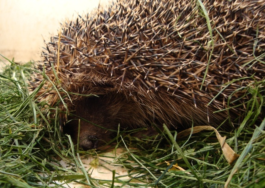 Erinaceus europaeus - Bergamo Pianura