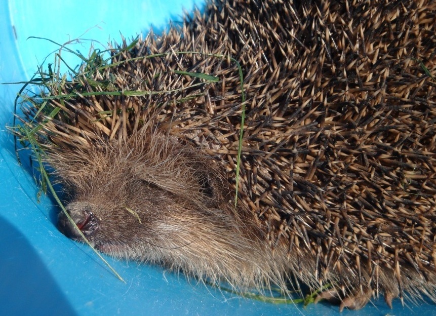 Erinaceus europaeus - Bergamo Pianura