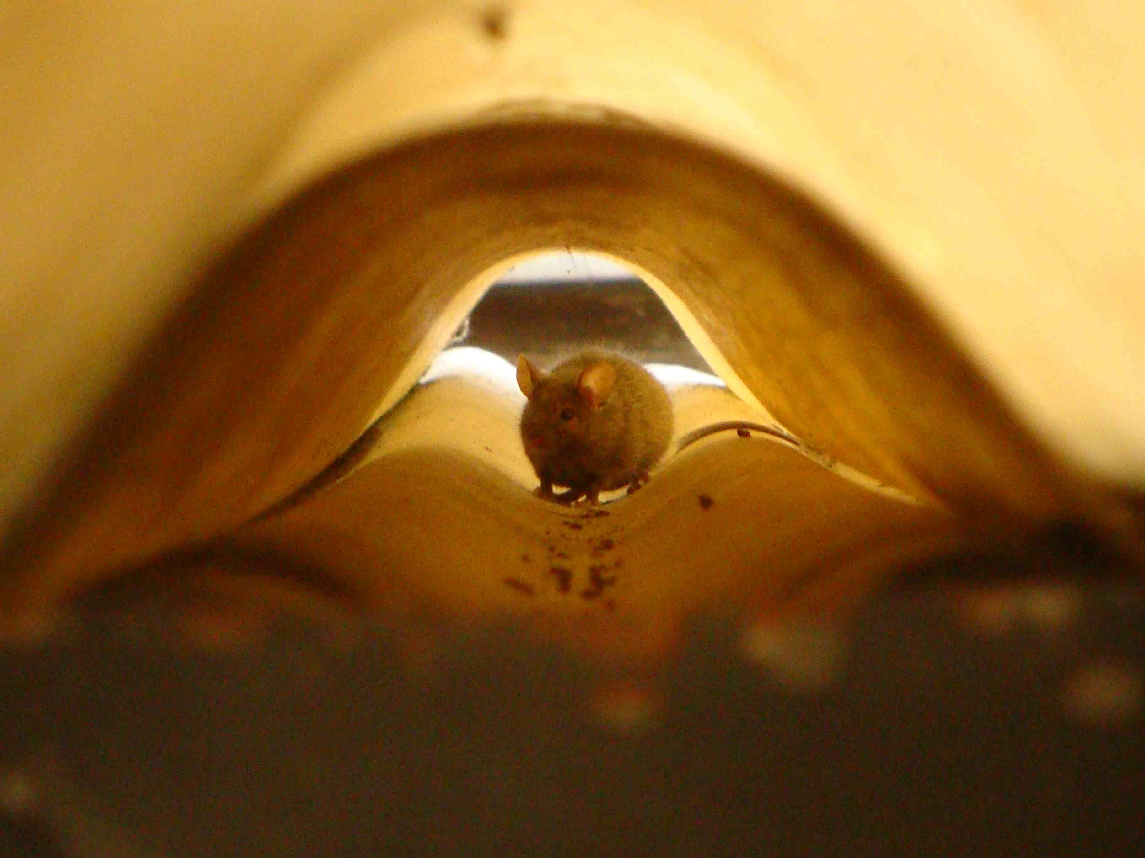 Mus musculus - Bergamo pianura
