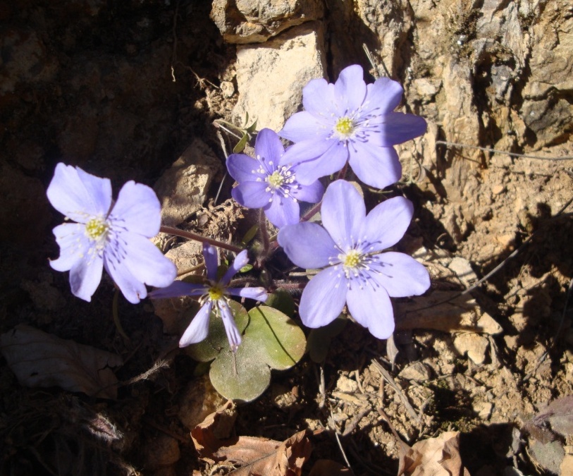 Hepatica nobilis