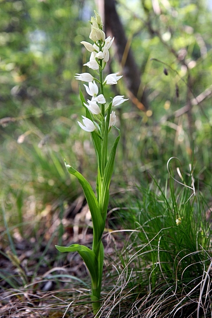 Da identificare.... Cephalanthera longifolia
