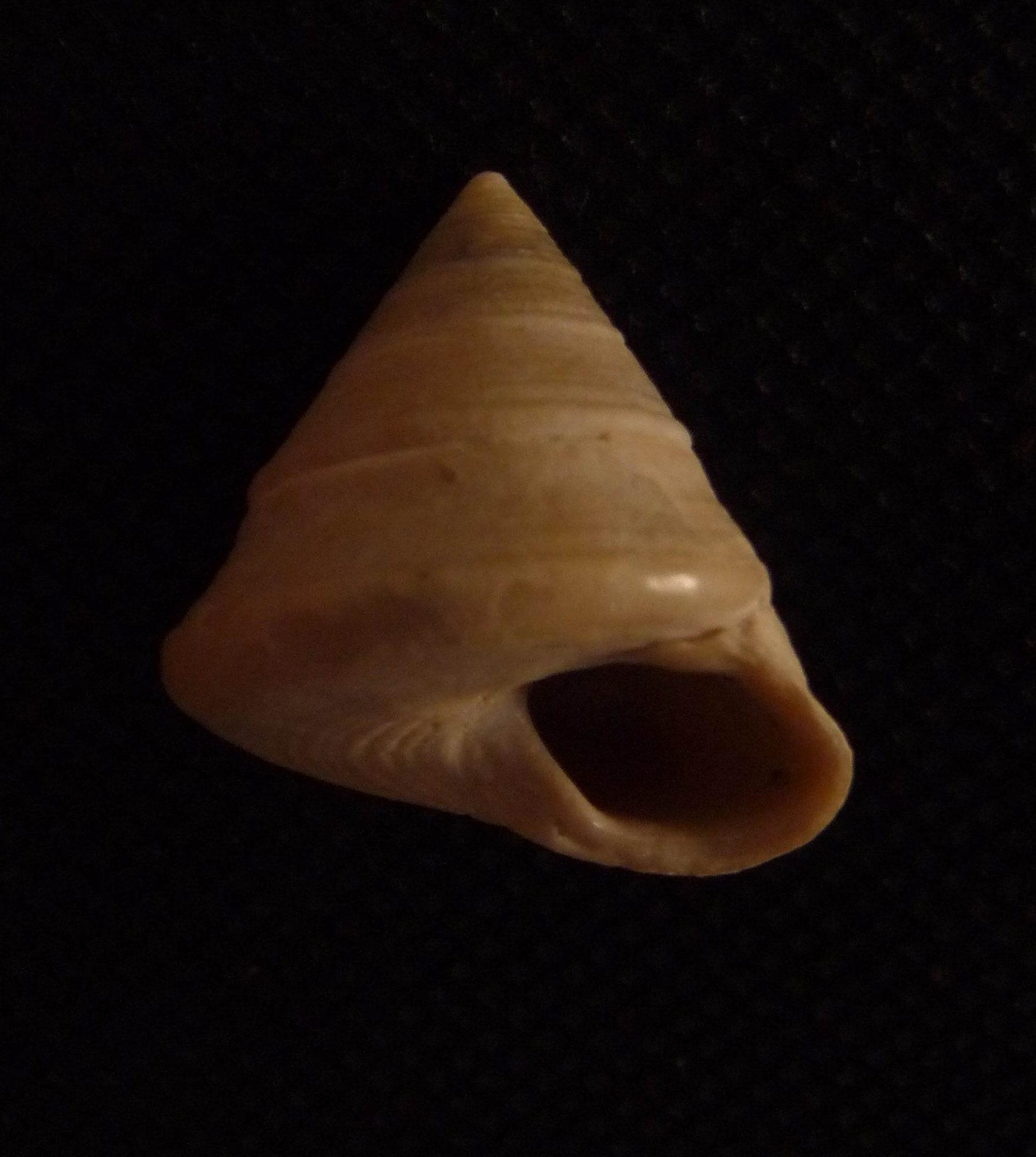 Calliostoma sp.