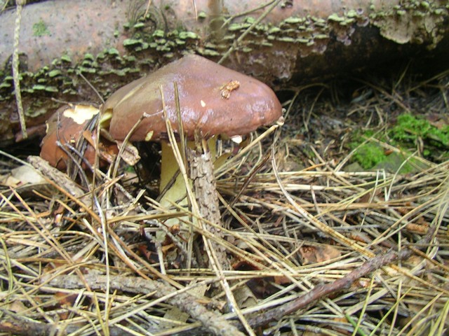 escursione avara di porcini