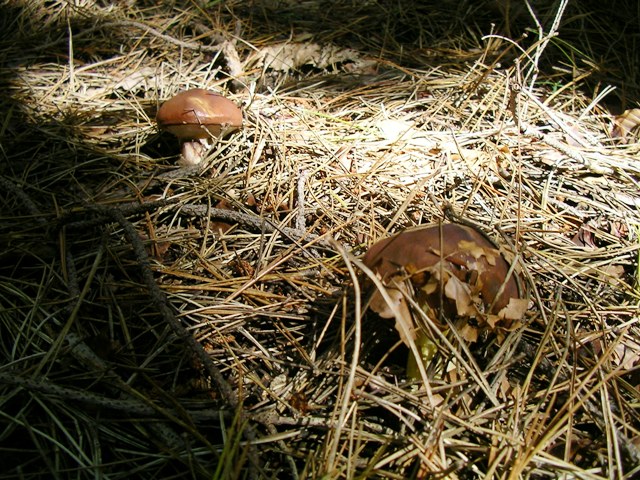 escursione avara di porcini