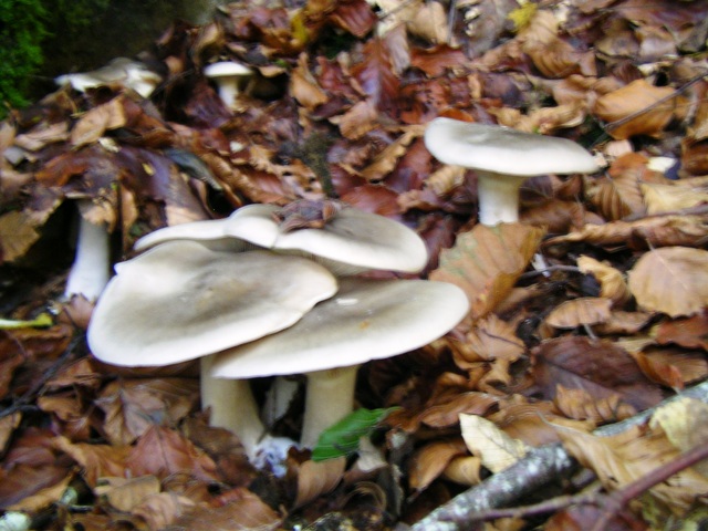 escursione avara di porcini