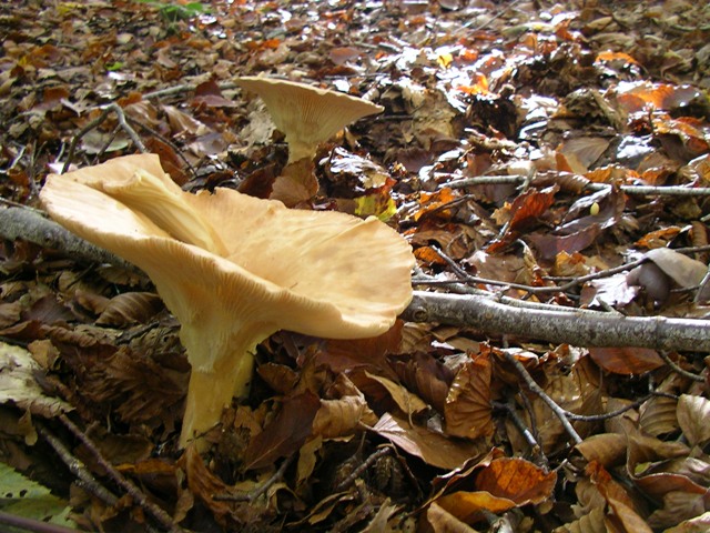 escursione avara di porcini