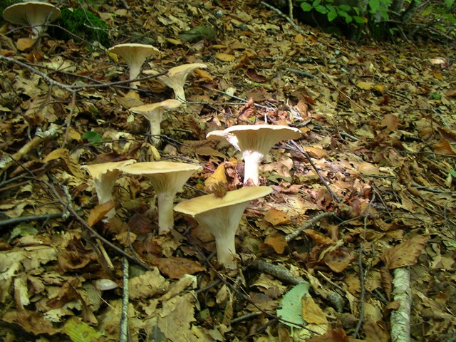 escursione avara di porcini