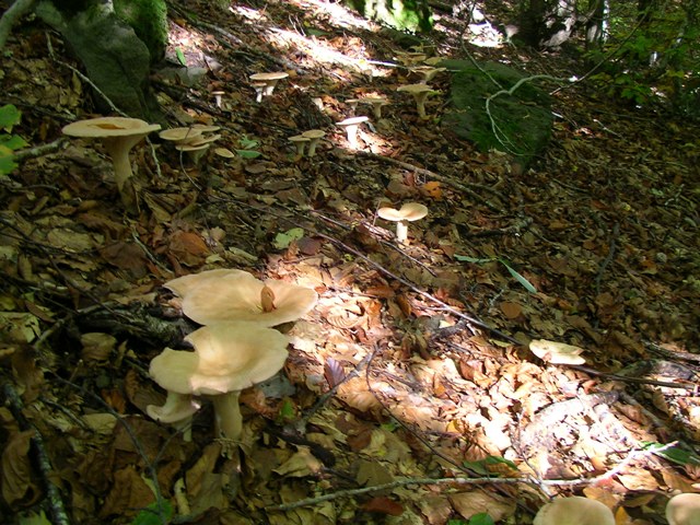 escursione avara di porcini