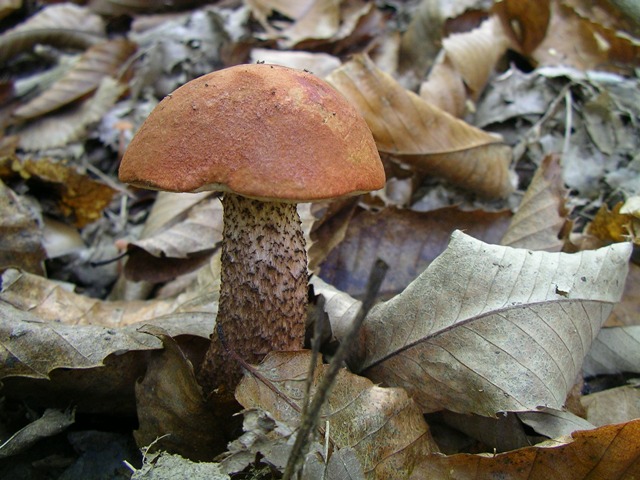 escursione avara di porcini