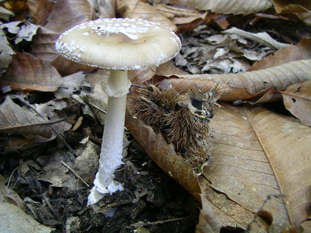 escursione avara di porcini