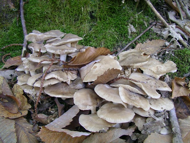 escursione avara di porcini