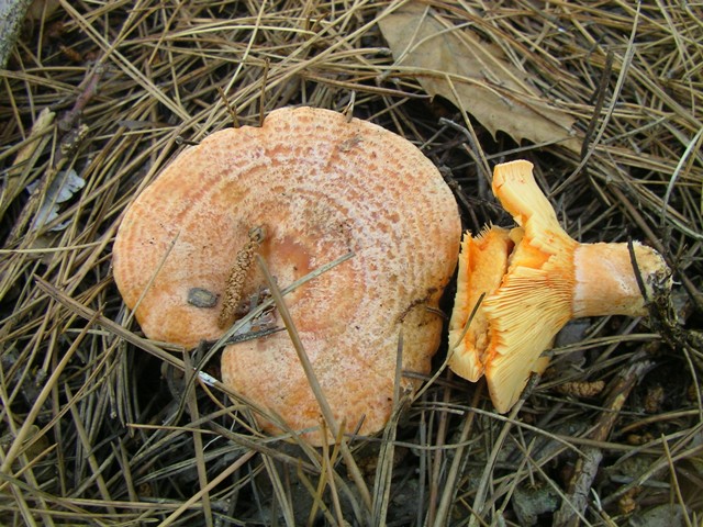 escursione avara di porcini