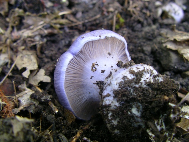 escursione avara di porcini