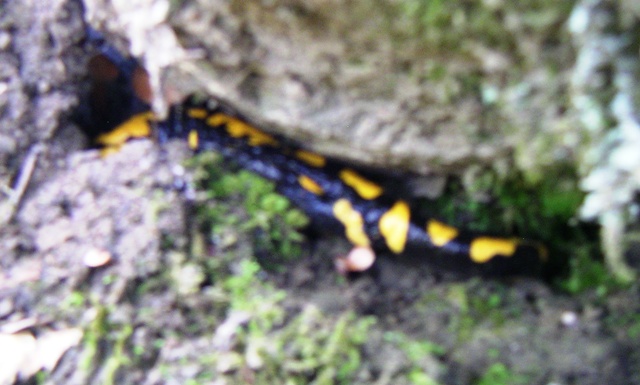 salamandra