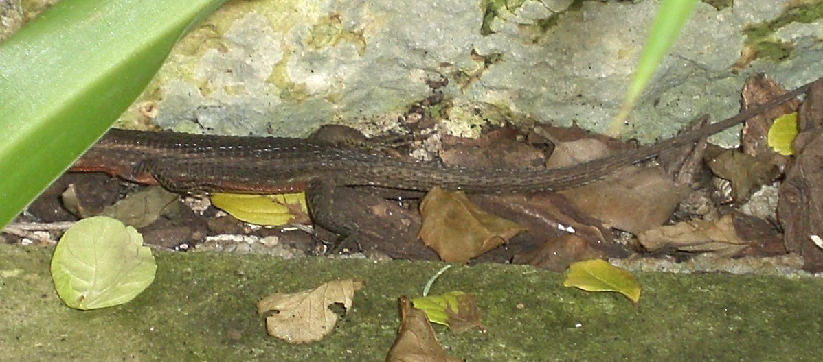 Aiuto identificazione lucertola:   Algyroides nigropunctatus in Puglia