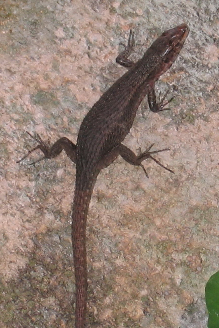 Aiuto identificazione lucertola:   Algyroides nigropunctatus in Puglia