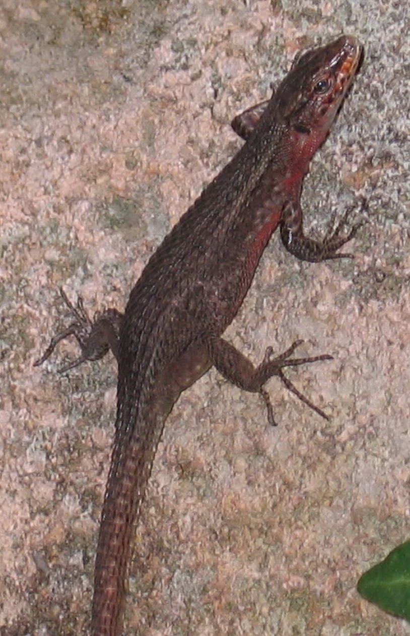 Aiuto identificazione lucertola:   Algyroides nigropunctatus in Puglia