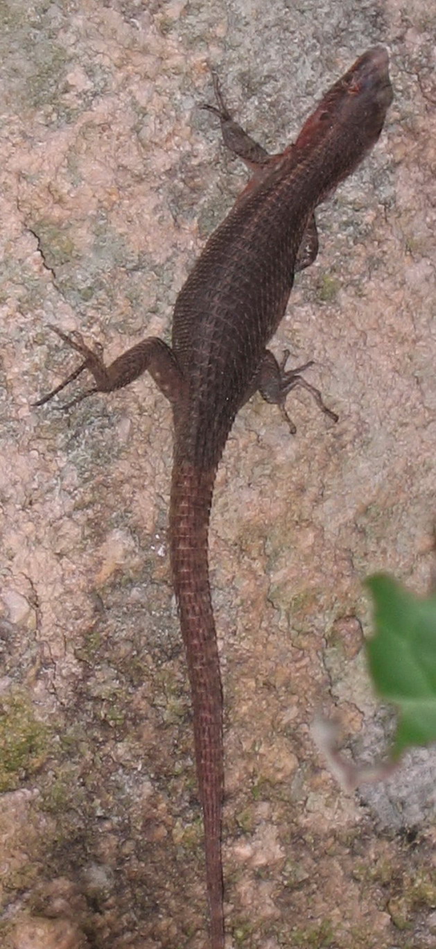 Aiuto identificazione lucertola:   Algyroides nigropunctatus in Puglia