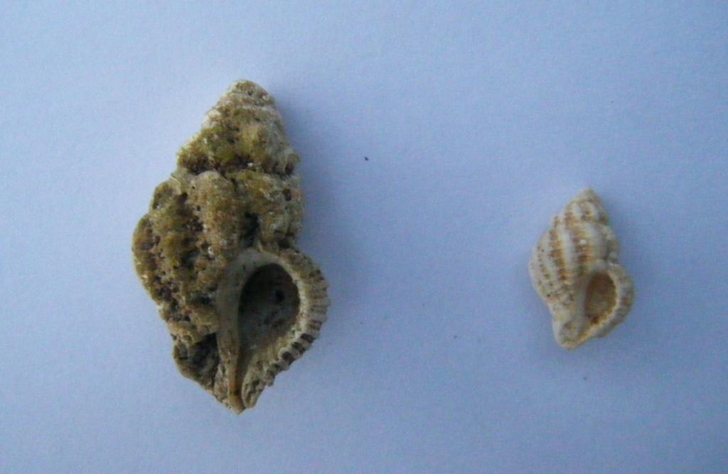 Coralliophila meyendorffi?