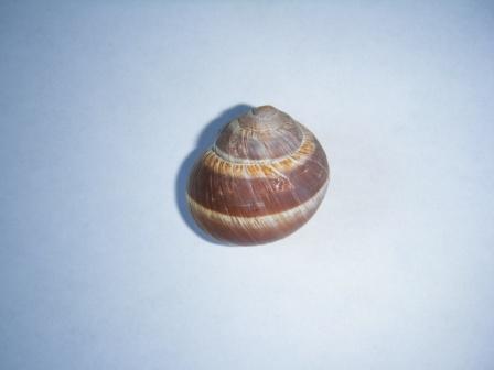 helicidae