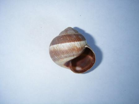 helicidae