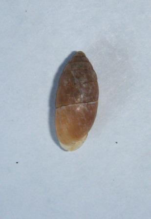 Chondrula quinquedentata croata