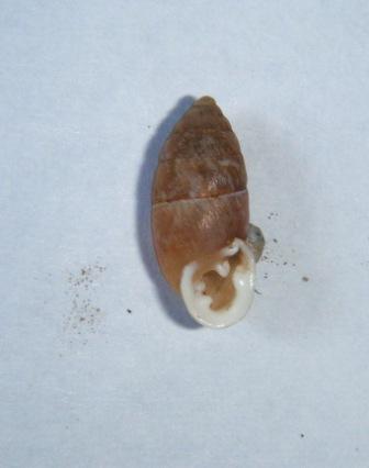 Chondrula quinquedentata croata