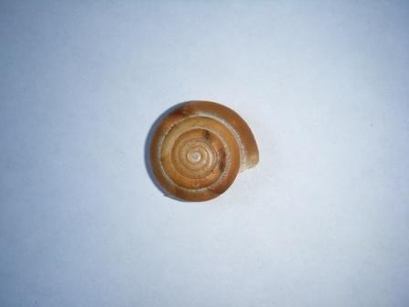 Aegopis italicus?
