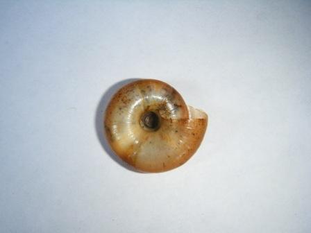 Aegopis italicus?