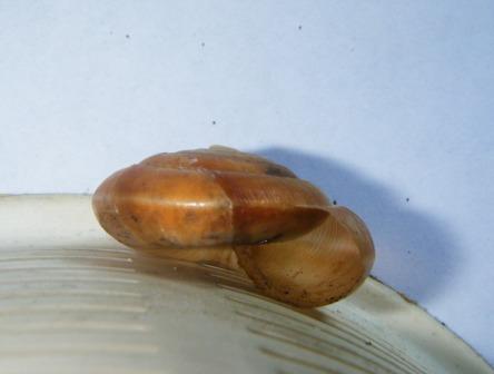 Aegopis italicus?