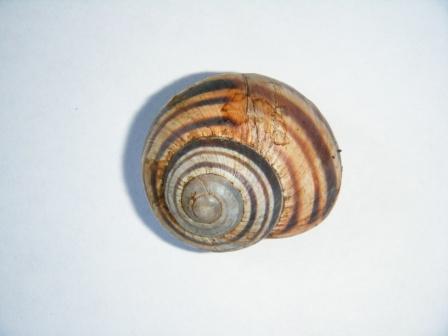 Helix ligata?