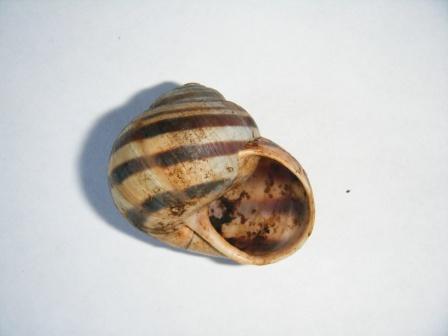 Helix ligata?