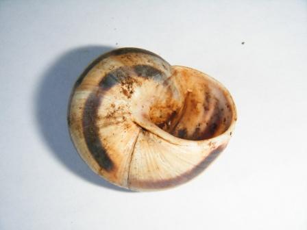 Helix ligata?