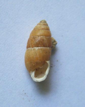 Chondrula quinquedentata croata