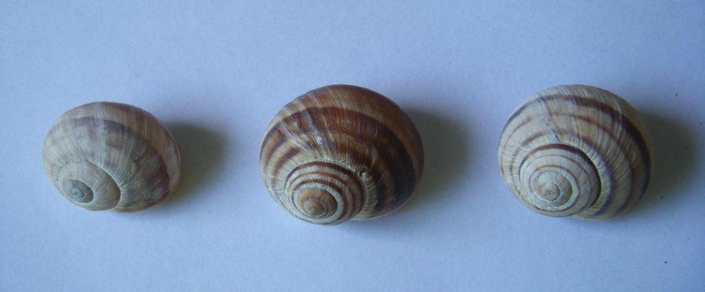 Helicidae