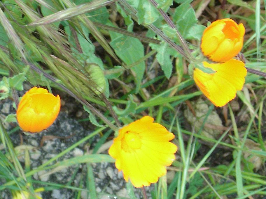pianta 0205 - Calendula sp.