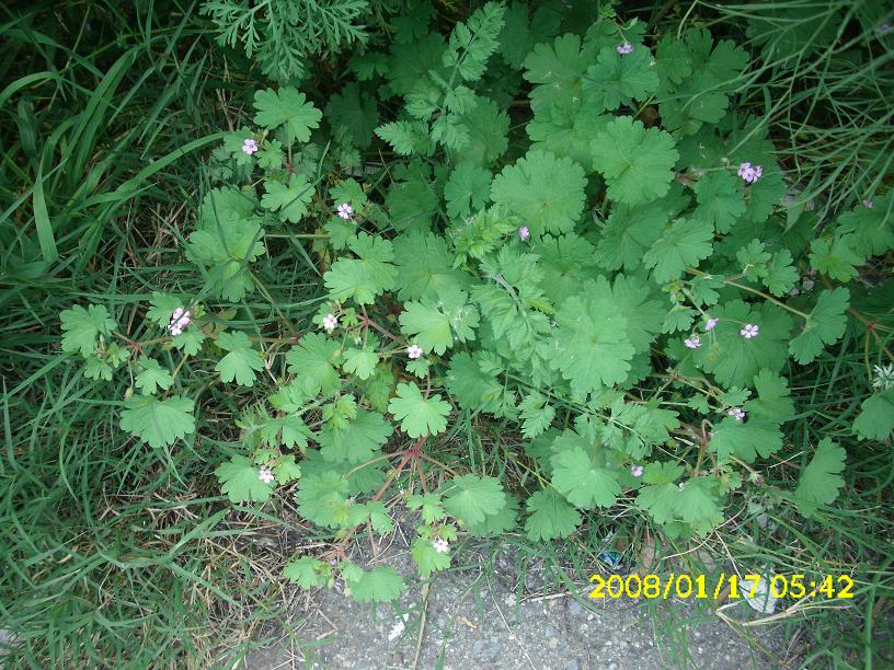 Geranium rotundifolium