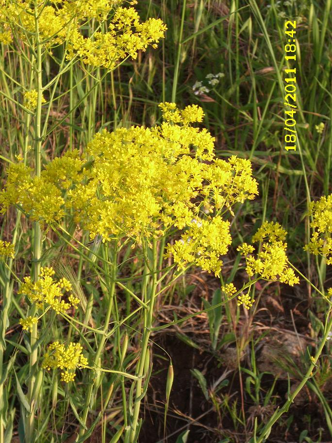 Isatis tinctoria