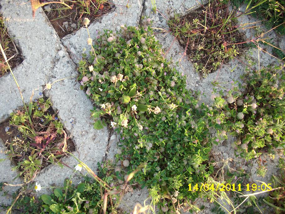 Trifolium tomentosum