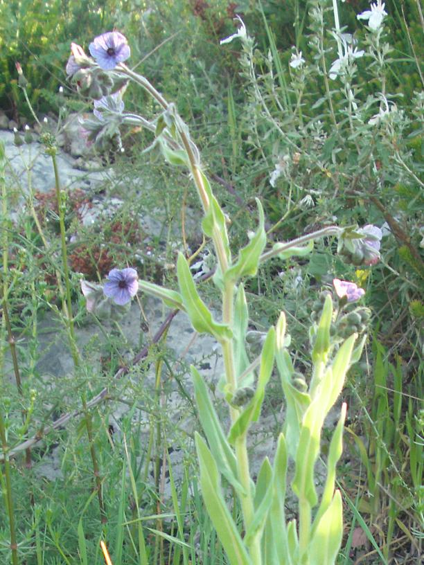 Cynoglossum creticum