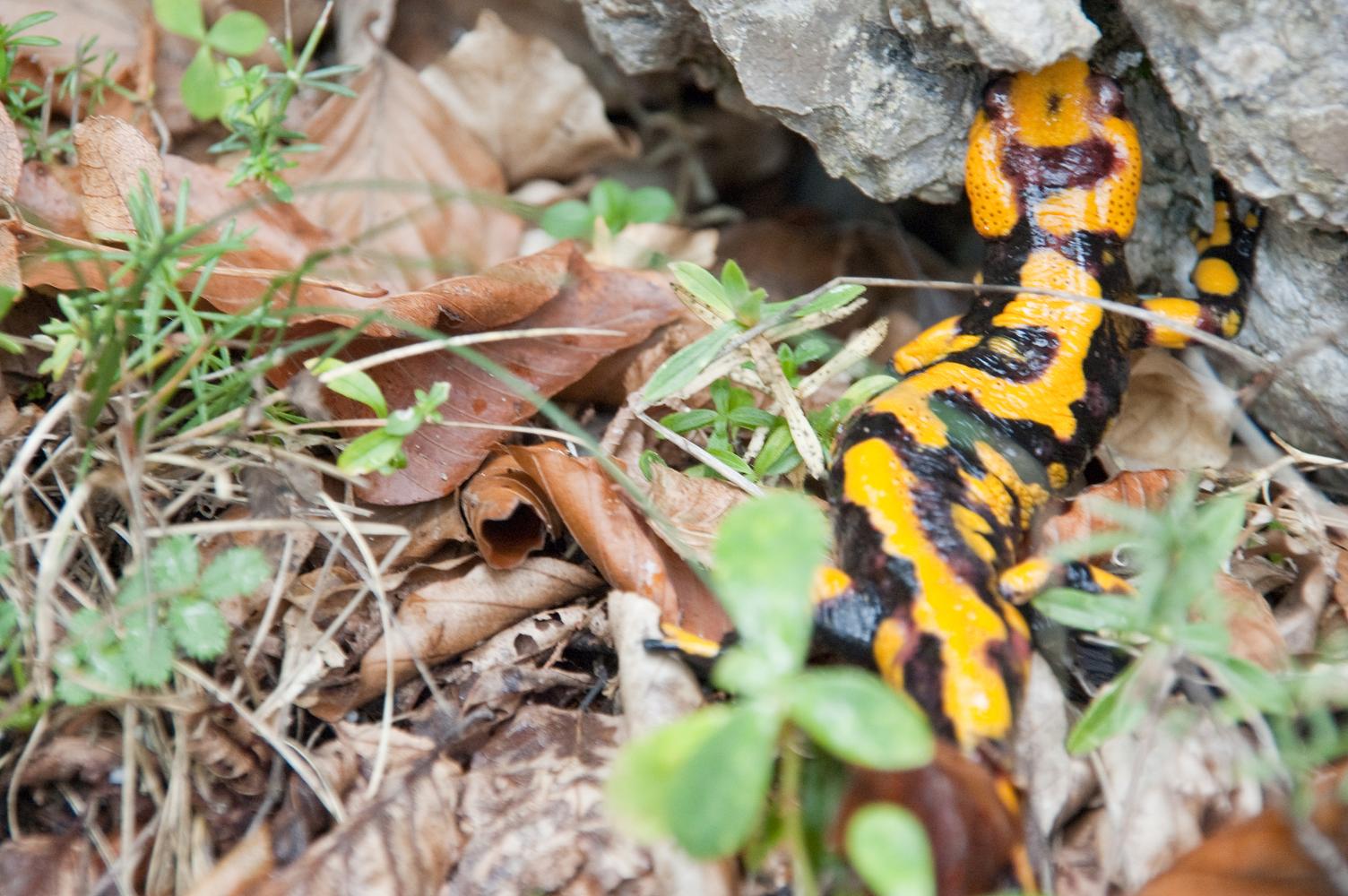 Salamandra Pezzata