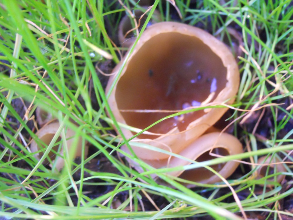 funghi gialli in vaso!!!!