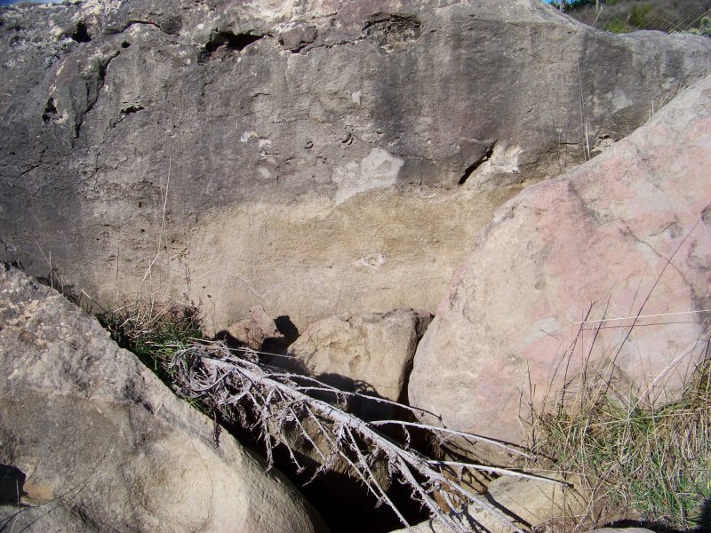 Orme e tana di cinghiale