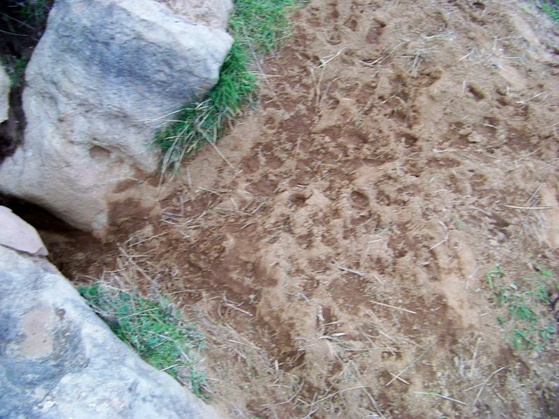 Orme e tana di cinghiale