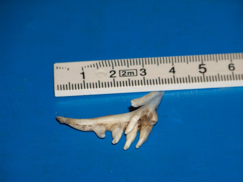 Denti di pesce?