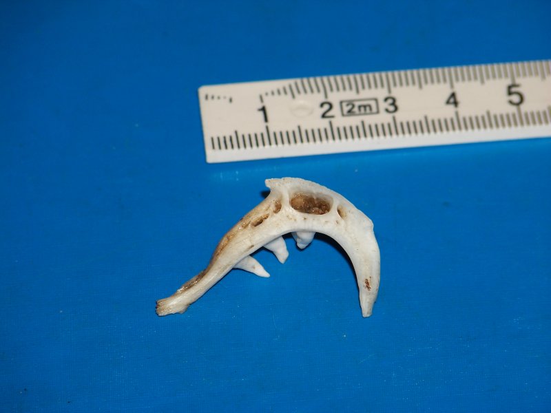 Denti di pesce?