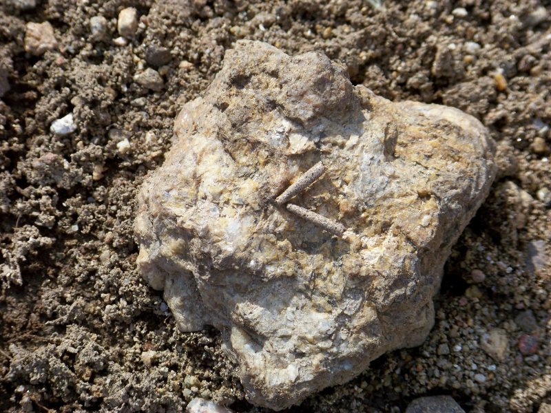 Escrementi di uccello o cosa?
